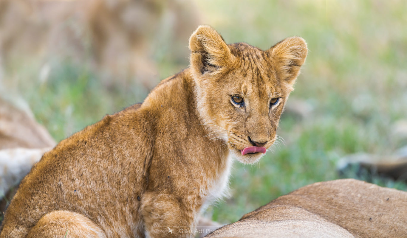 un des lionceaux du Topi pride