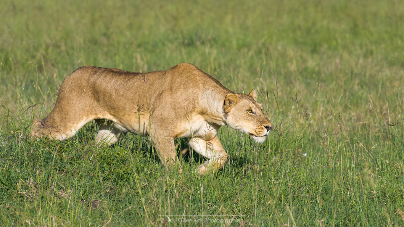 le Topi pride