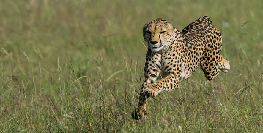 Neema la guépard en chasse