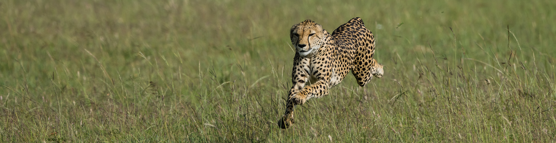 Neema la guépard en chasse