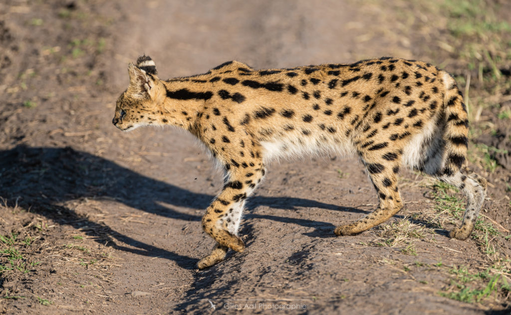 le Serval