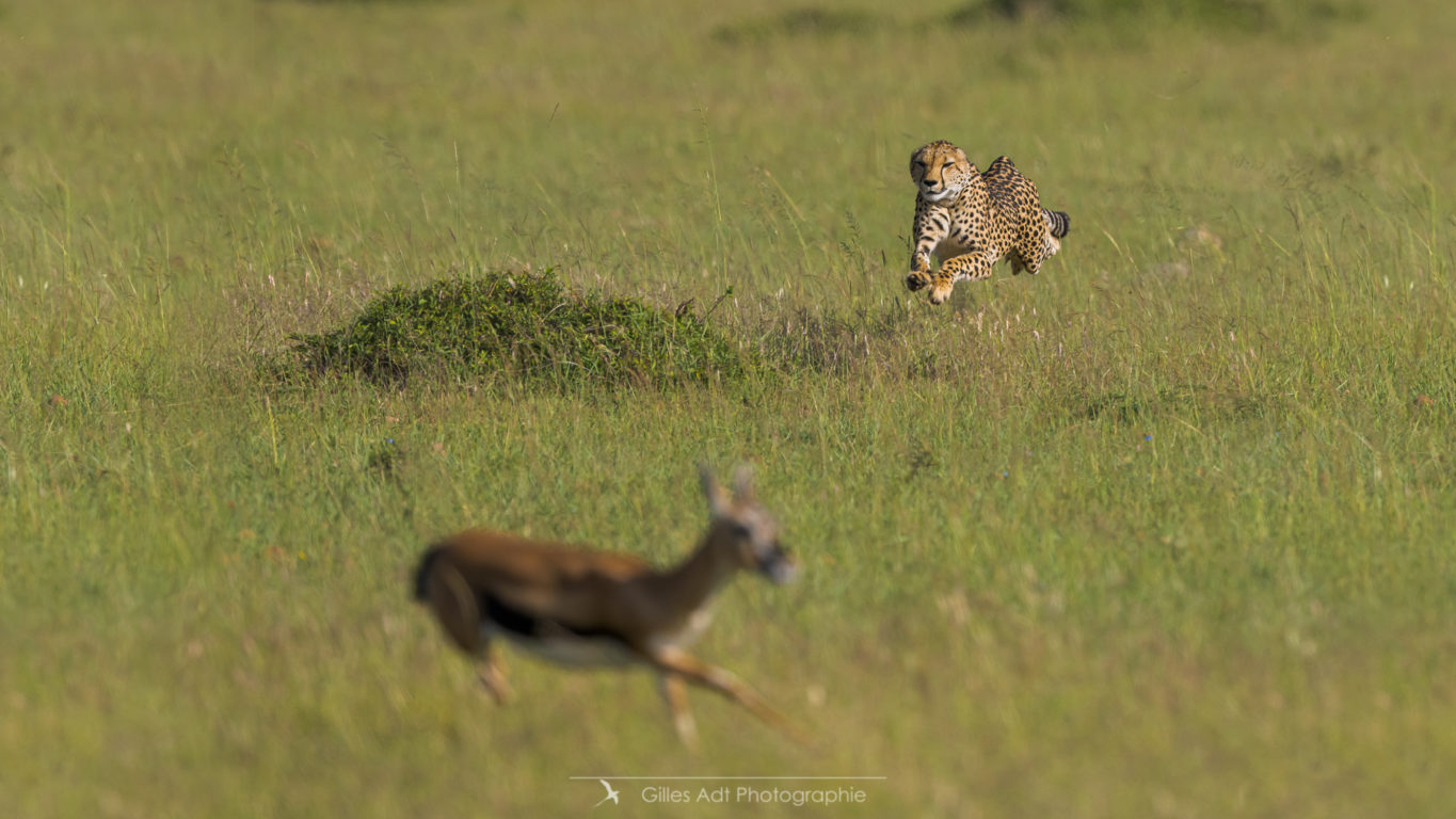 Neema la guépard en chasse