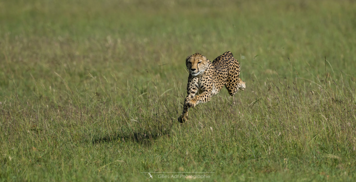 Neema la guépard en chasse