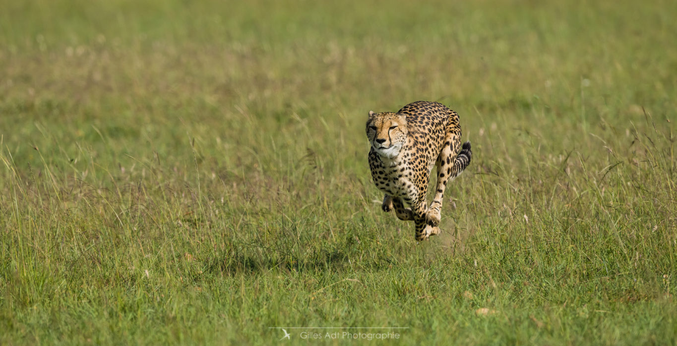 Neema la guépard en chasse