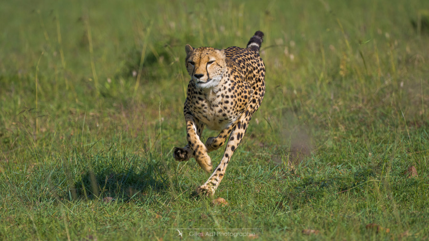 Neema la guépard en chasse