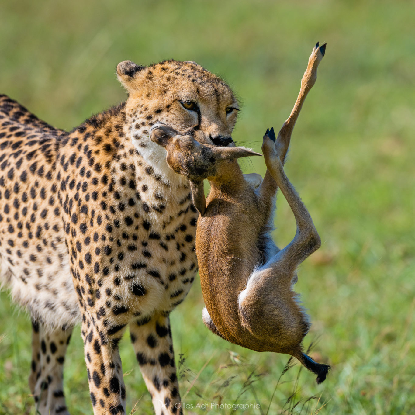 Neema la guépard en chasse