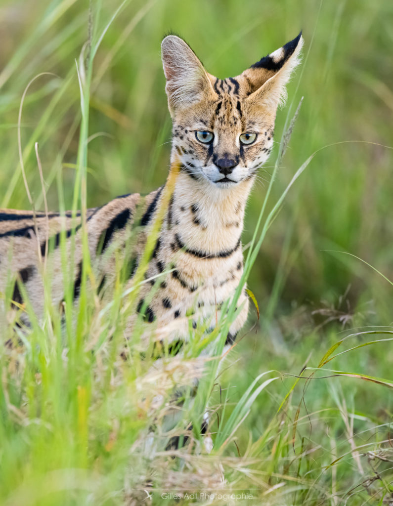 le Serval