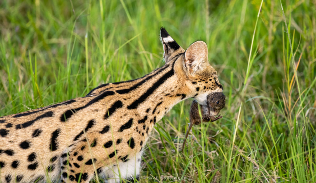 le Serval et son repas