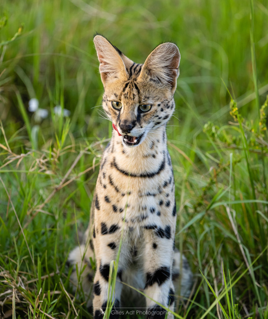 le Serval