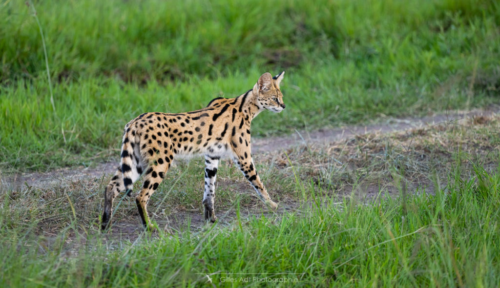 le Serval