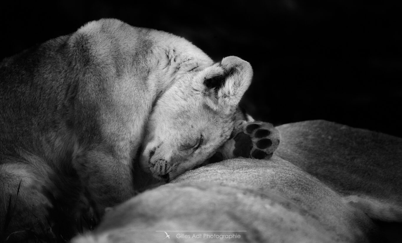 lions en noir et blanc