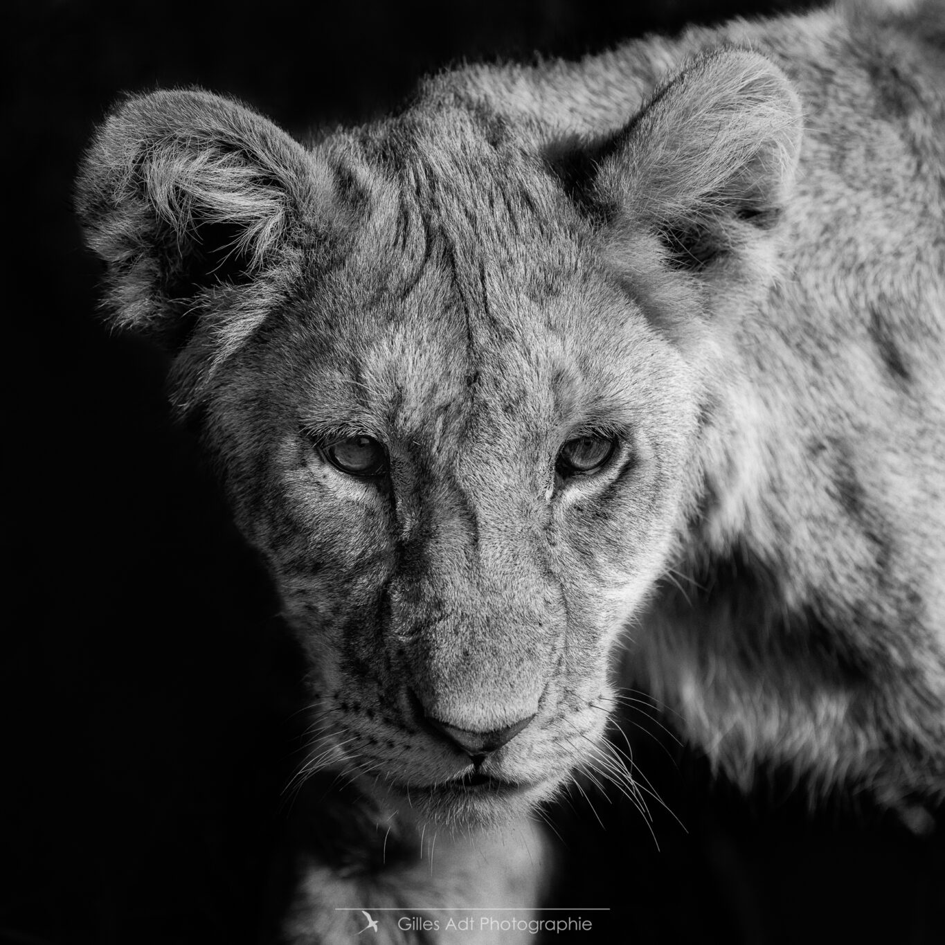 lions en noir et blanc