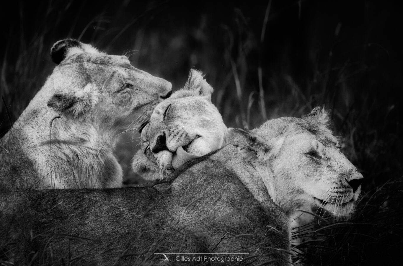 lions en noir et blanc