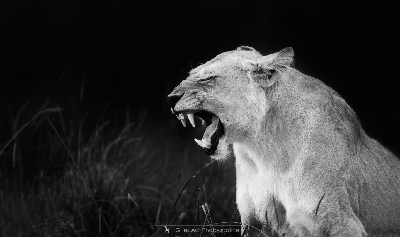 lions en noir et blanc