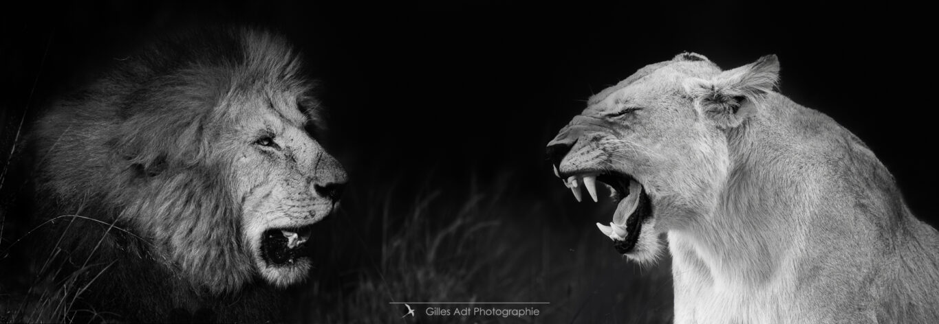 lions en noir et blanc