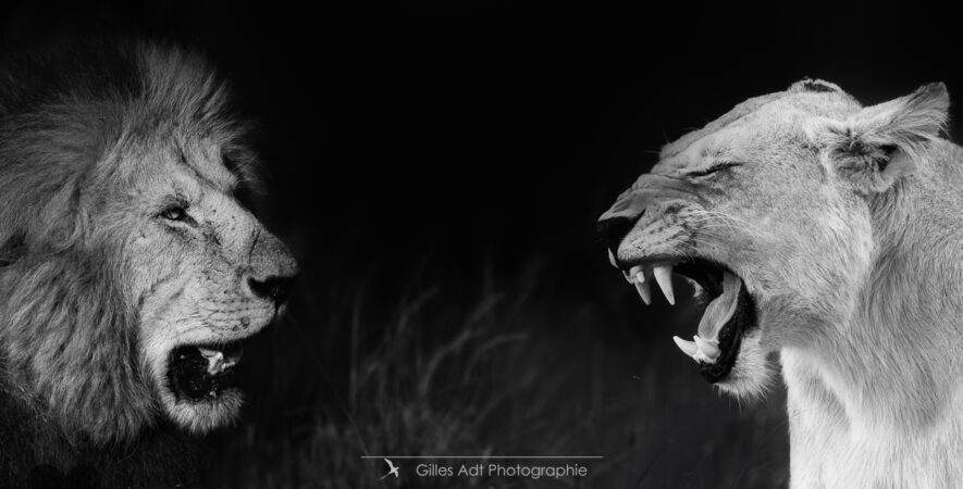 lions en noir et blanc