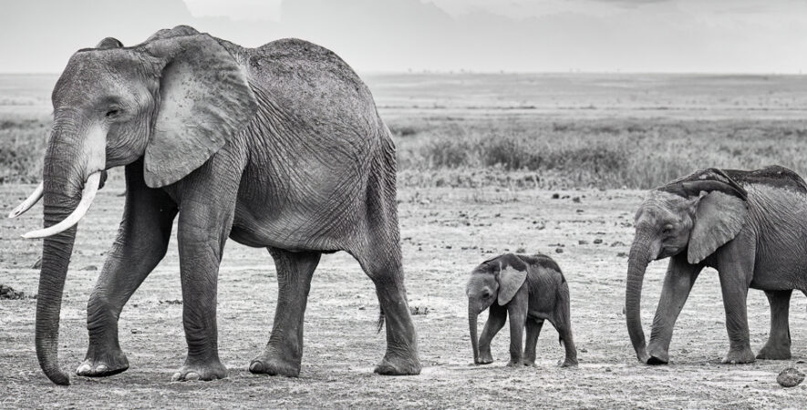 les éléphants d'Amboseli
