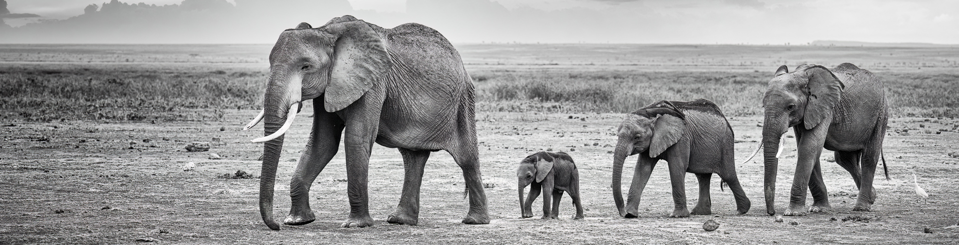 les éléphants d’Amboseli