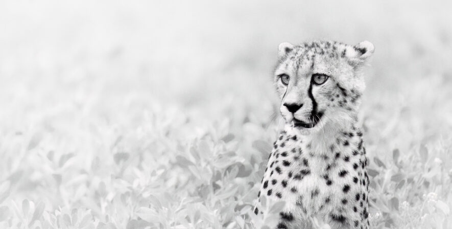 le guépard en noir et blanc