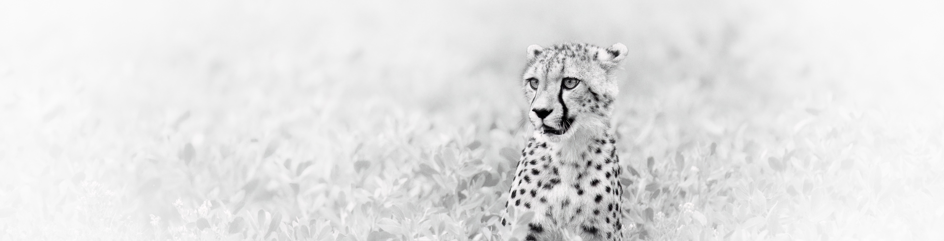 le guépard en noir et blanc