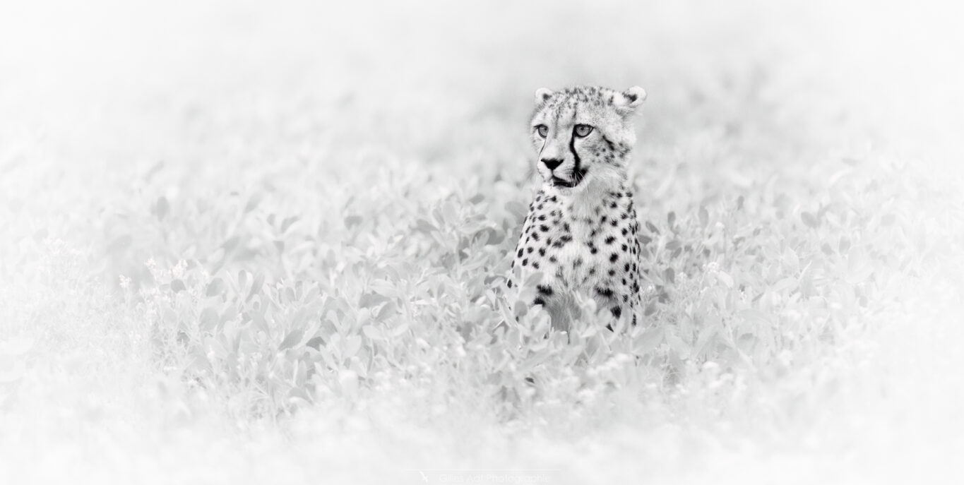 le guépard en noir et blanc