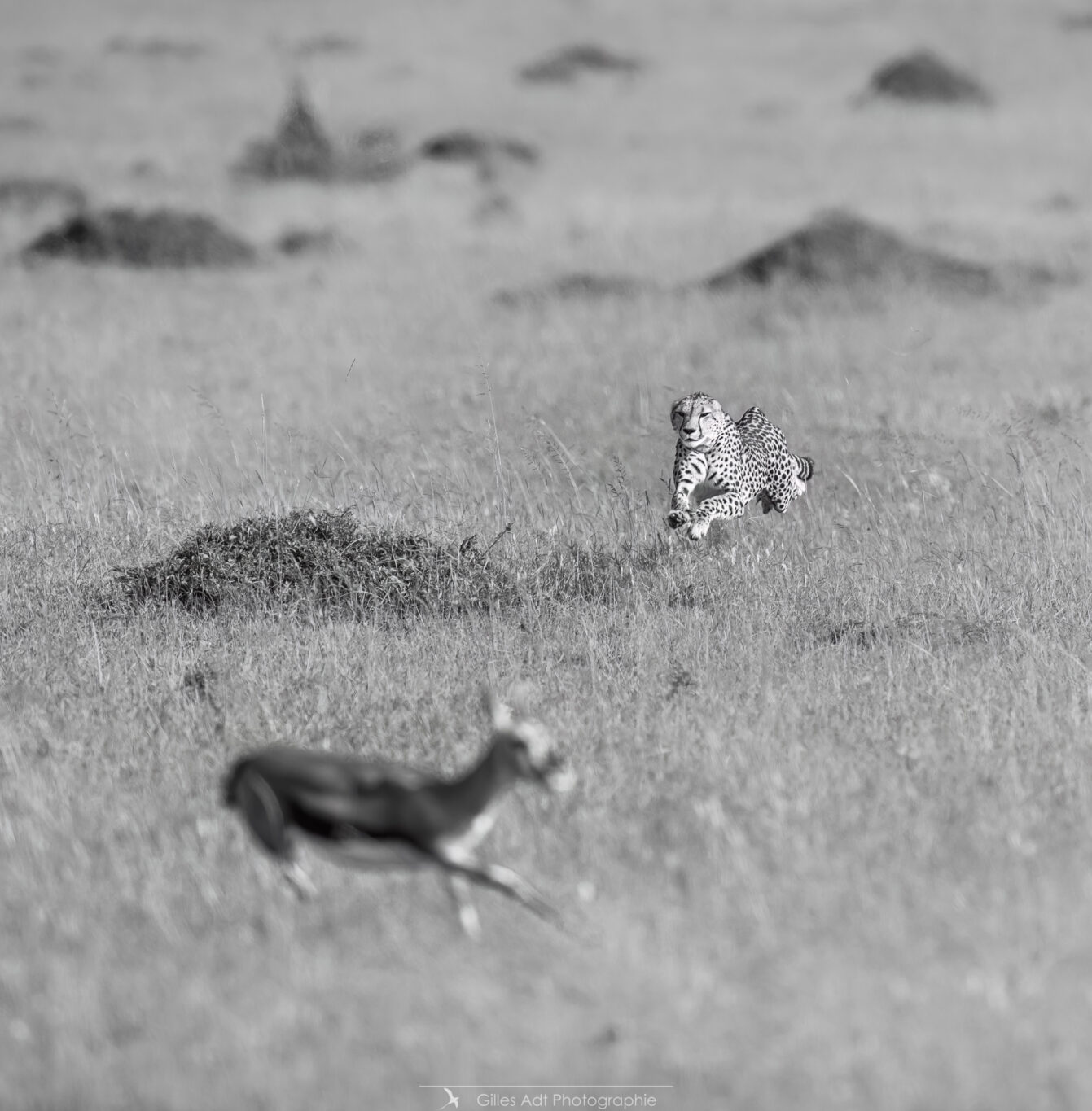 le guépard en noir et blanc