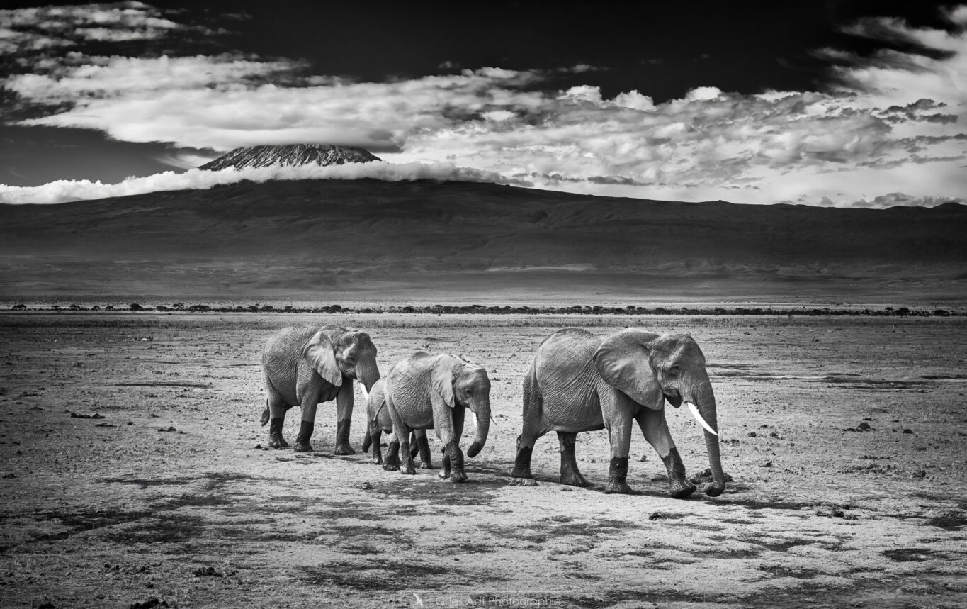 les éléphants d'Amboseli et le Kilimanjaro