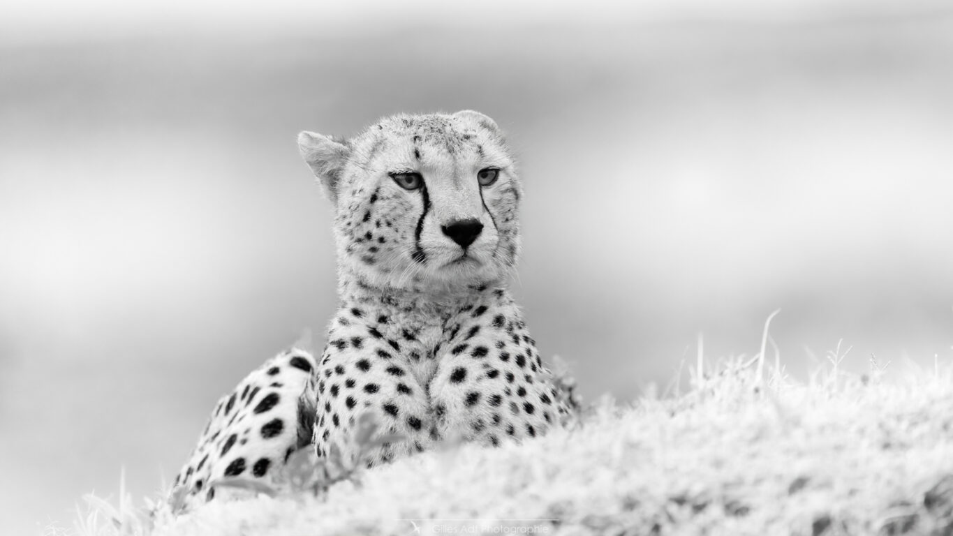 le guépard en noir et blanc