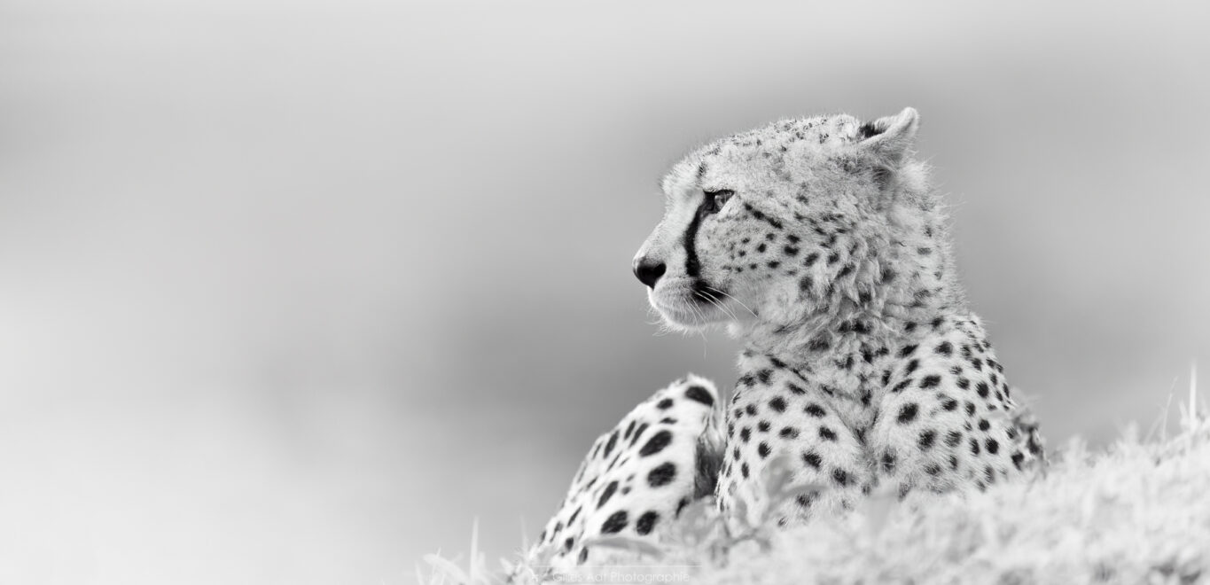 le guépard en noir et blanc