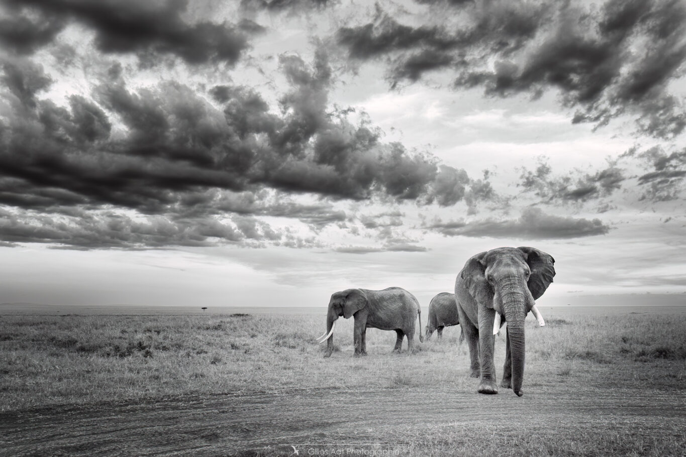 Mastodontes du Masai mara