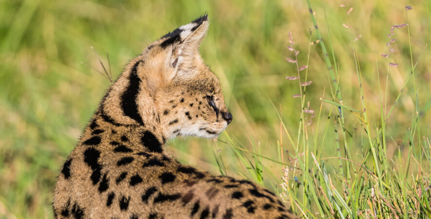 le Serval