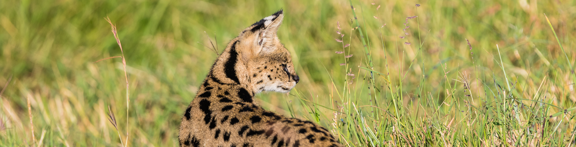 une galerie pour le Serval