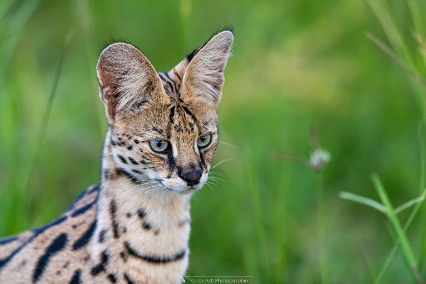 Portrait de Serval