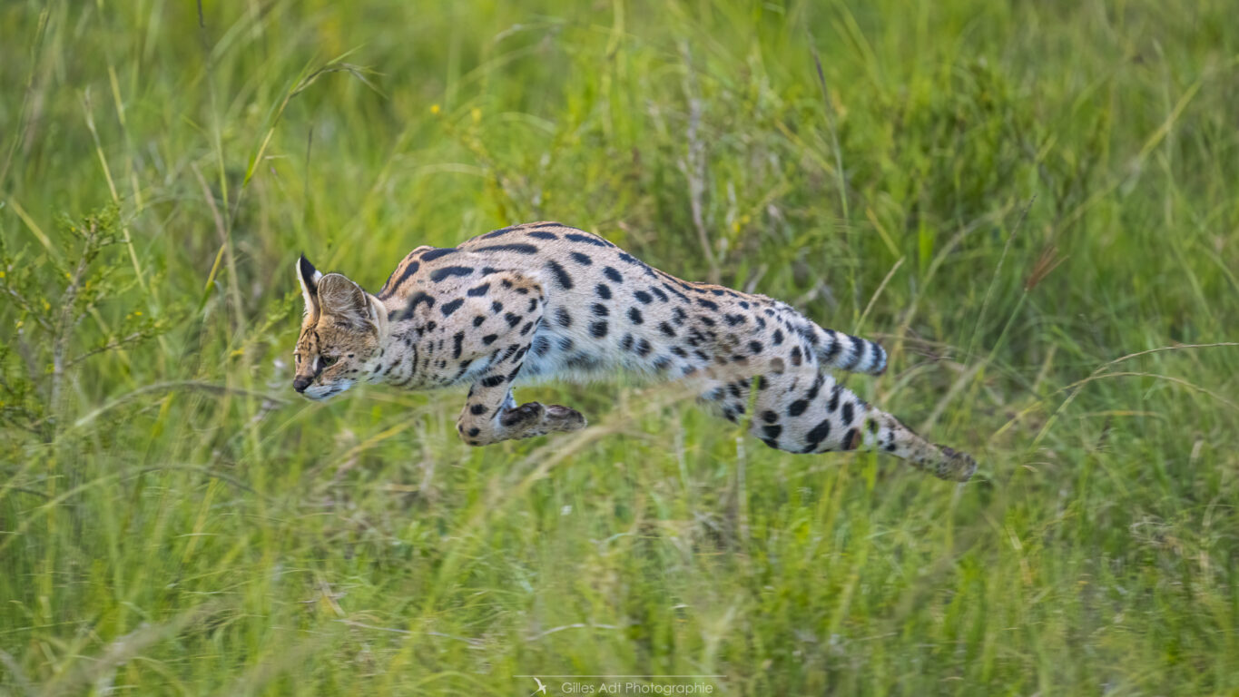 le saut