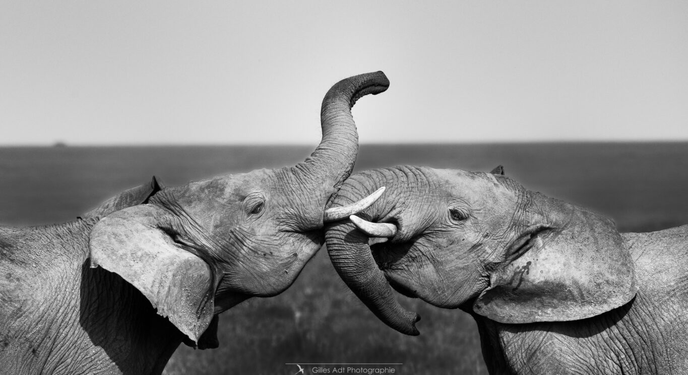 jeux d'éléphants