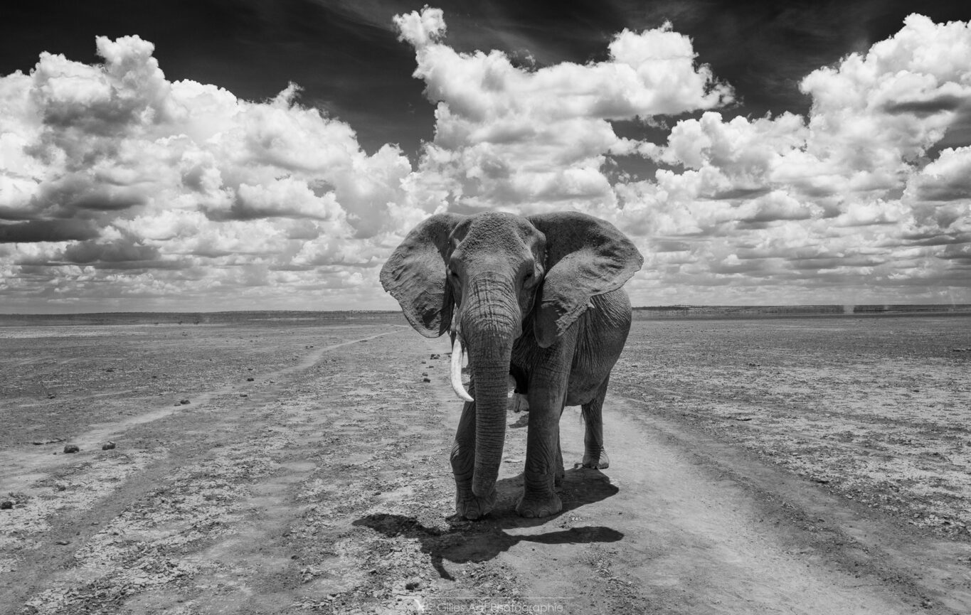 sur le lac asséché d'Amboseli