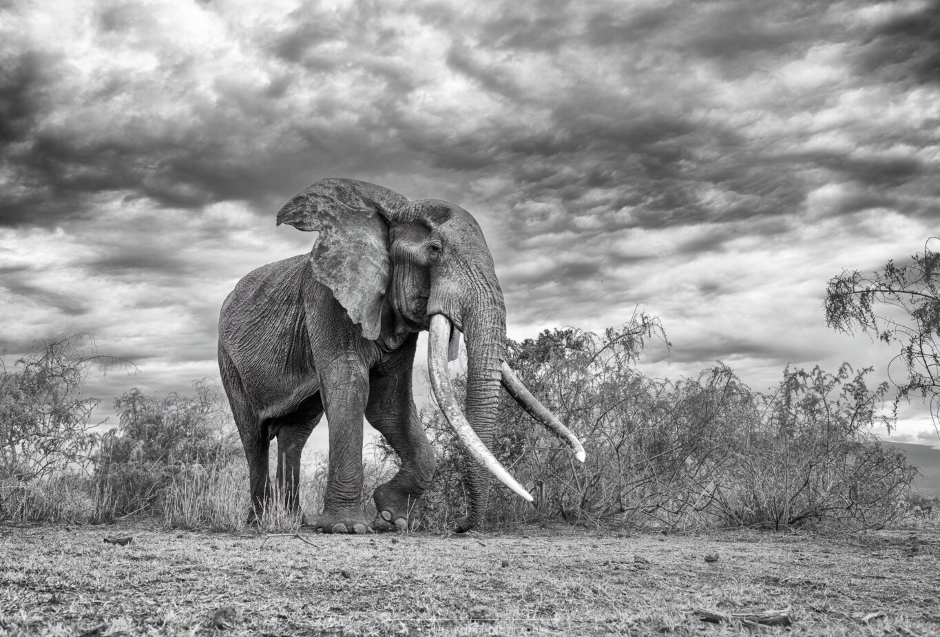 Craig d'Amboseli