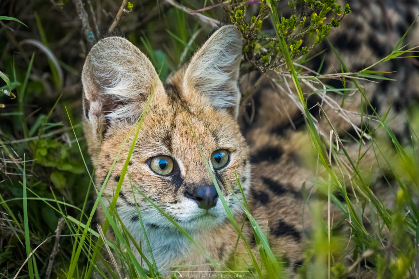 jeune serval