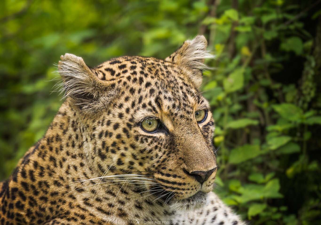 Bahati, dame léopard