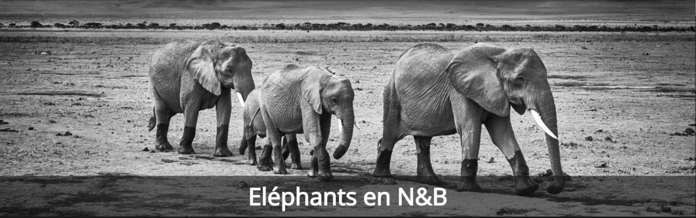 galerie éléphants en N&B