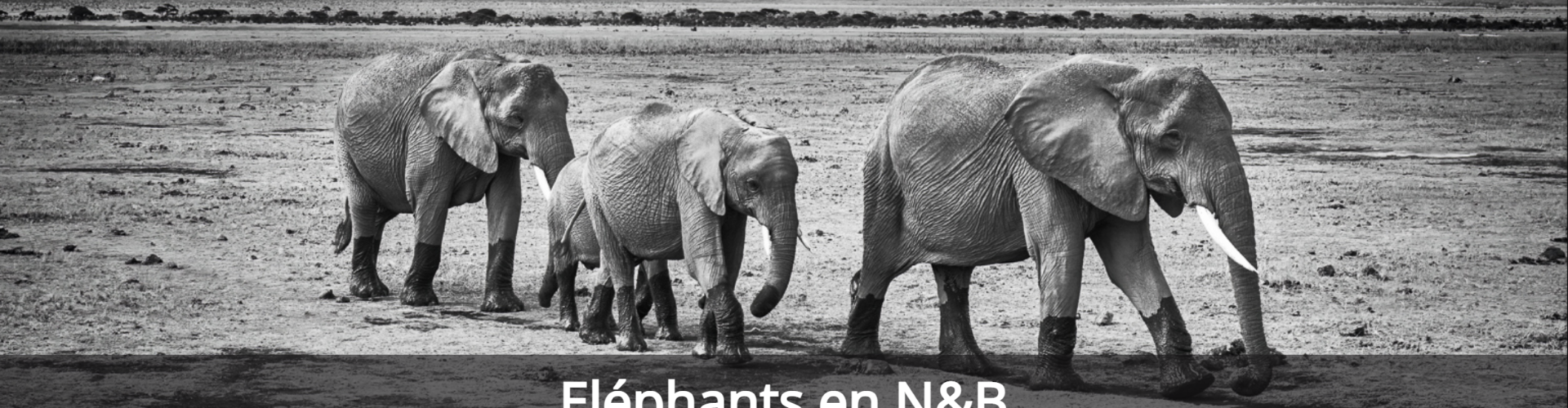 une galerie éléphants en noir et blanc