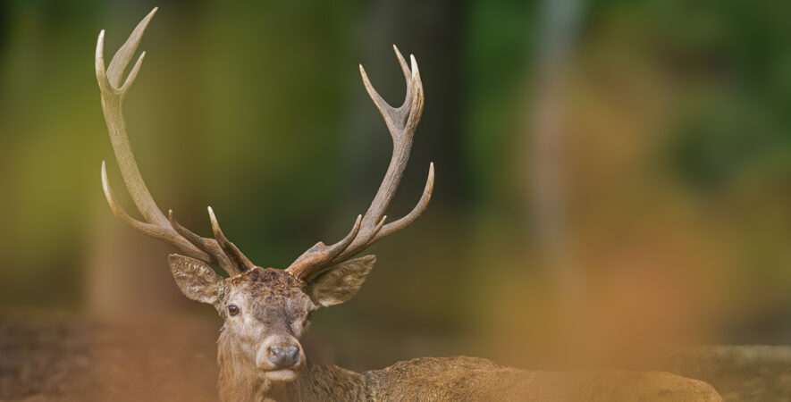 les cerfs de Rambouillet