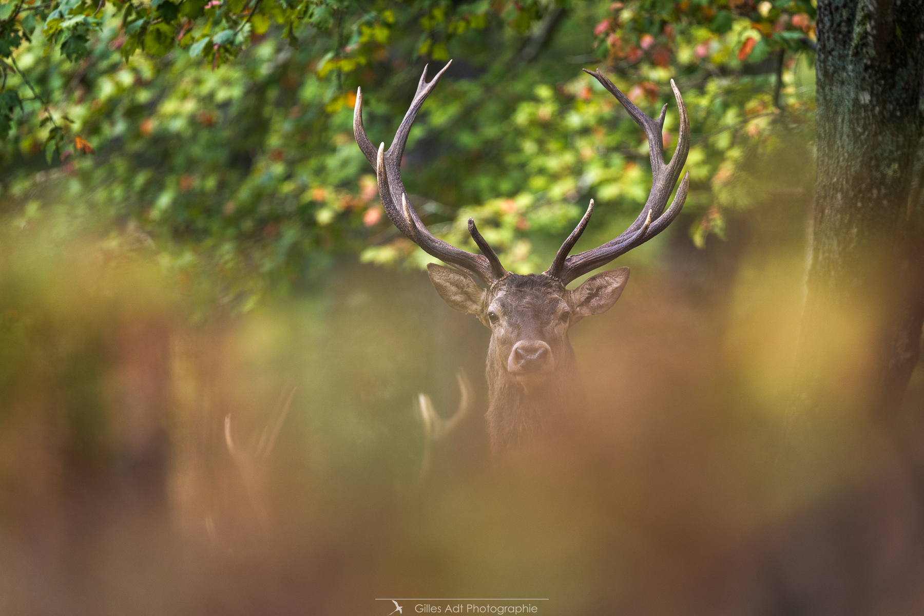 cerf à travers les fougères 