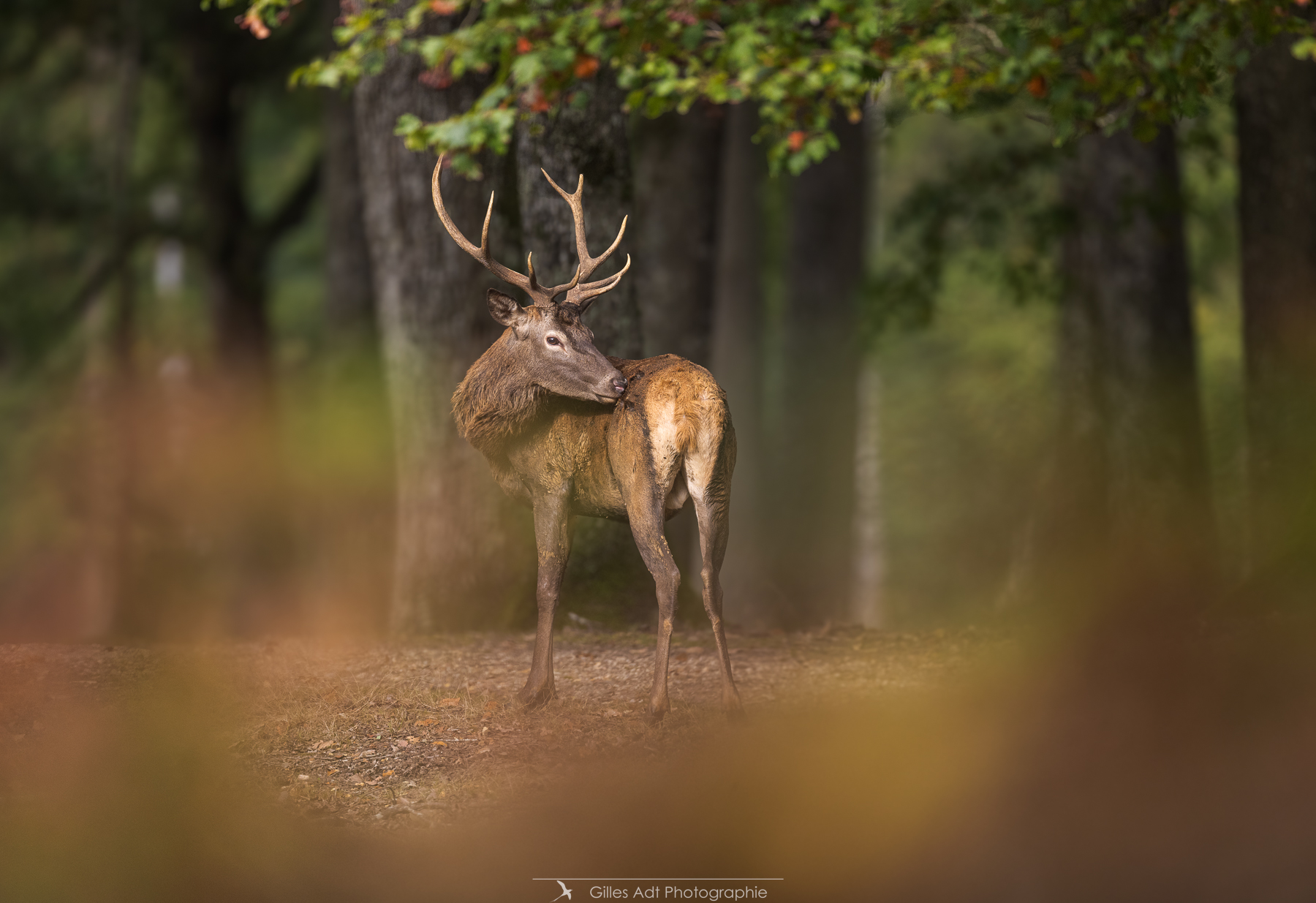 cerf à travers les fougères 