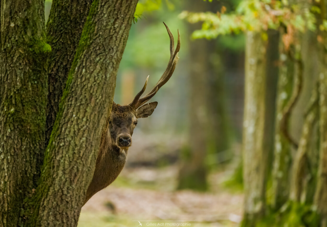 cache-cache avec un cerf