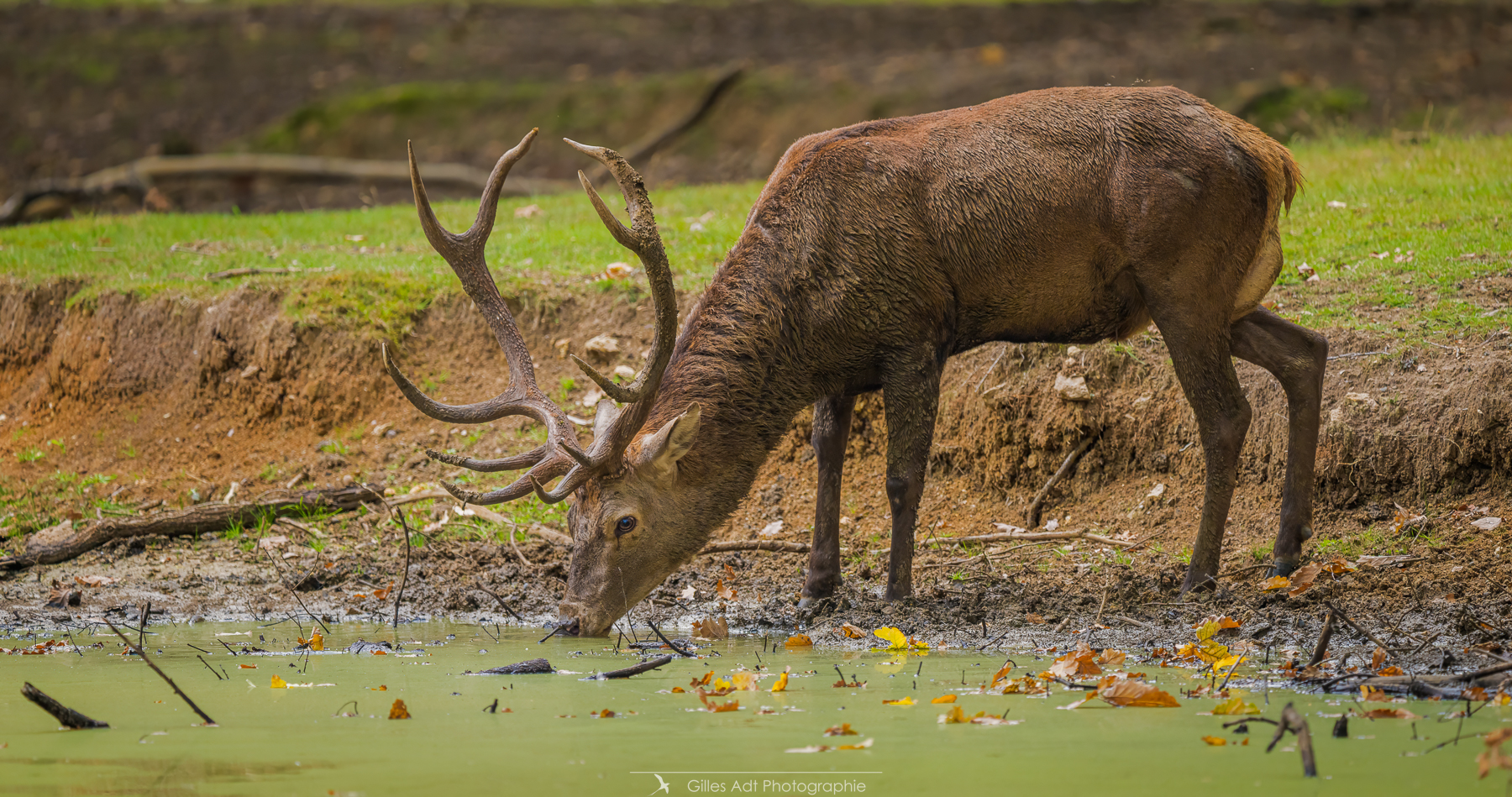 cerf se déslatérant