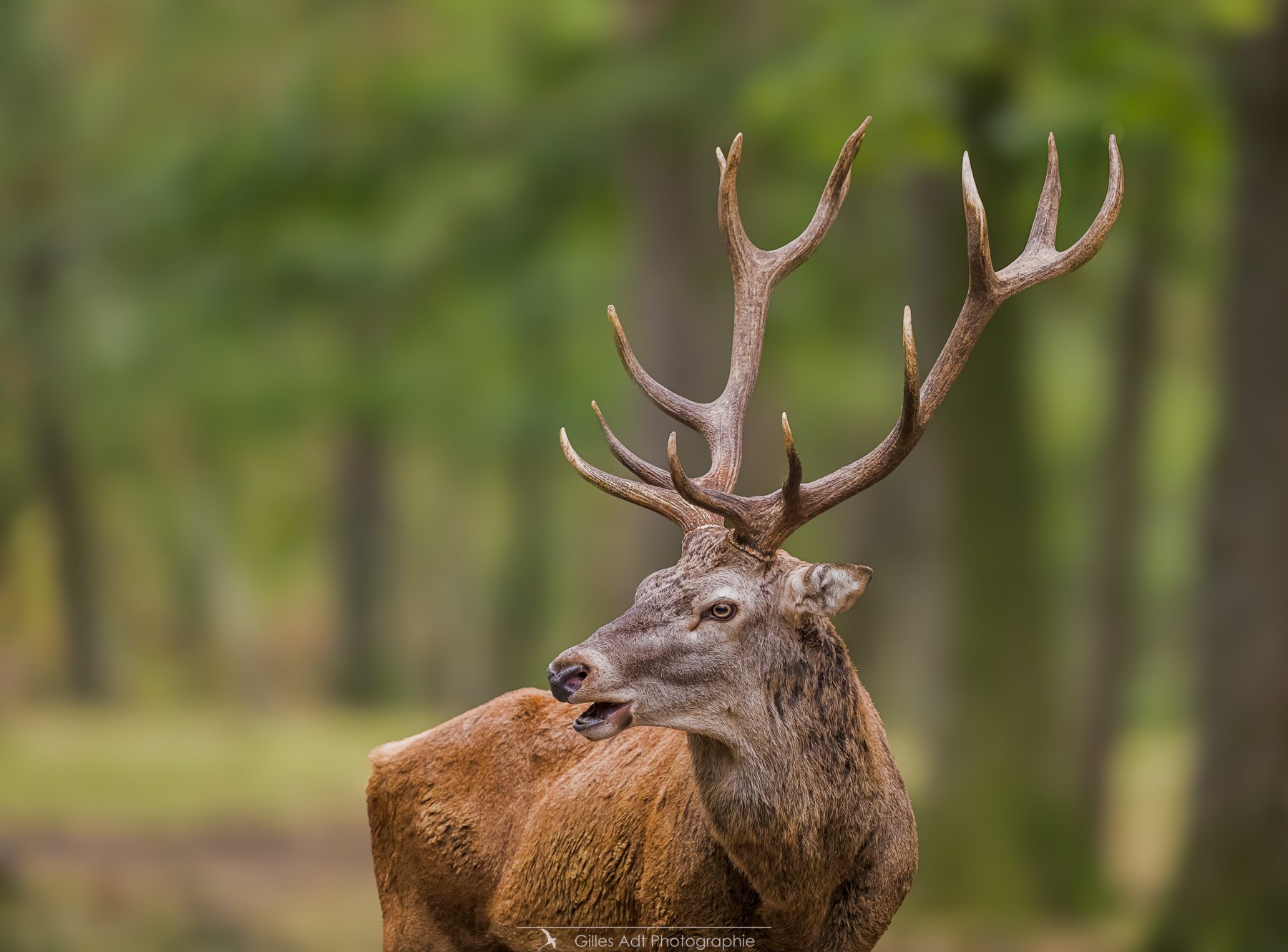 les cerfs de Rambouillet