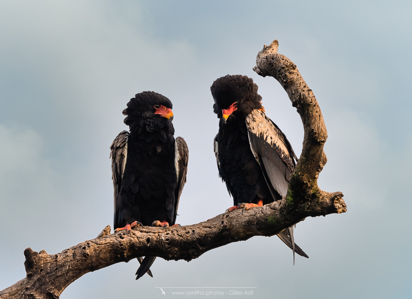 galerie bateleur