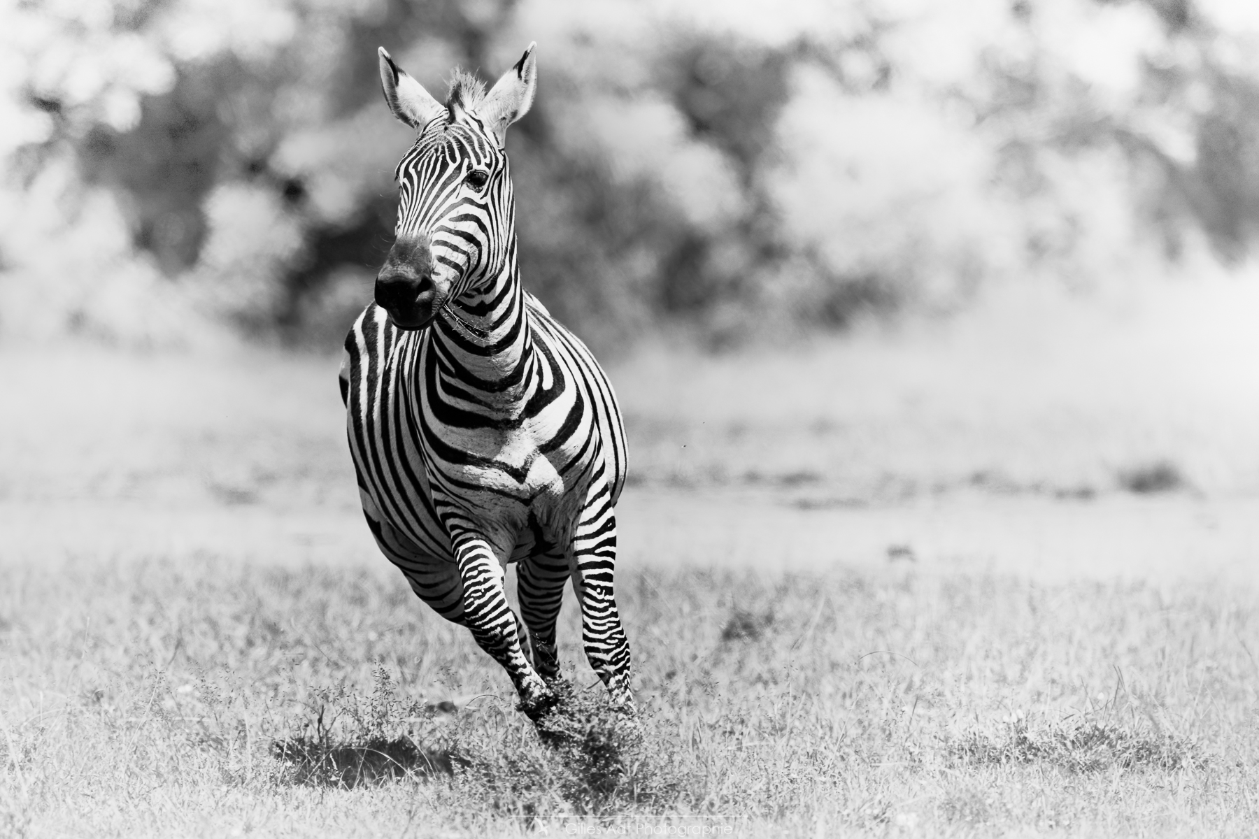 le Zèbre en noir et blanc
