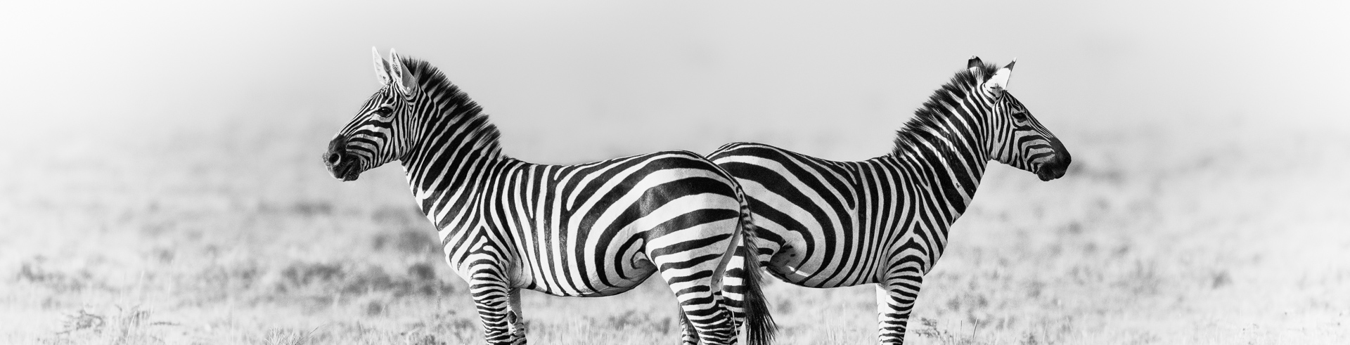 le Zèbre en noir et blanc